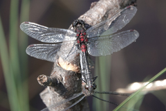 Leucorrhinia glacialis