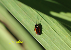 Pseudomops neglectus