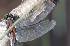 Leucorrhinia glacialis