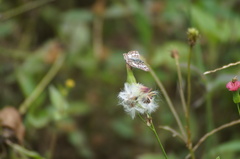 Burnsius orcynoides