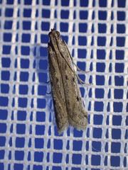 Phycitodes binaevella