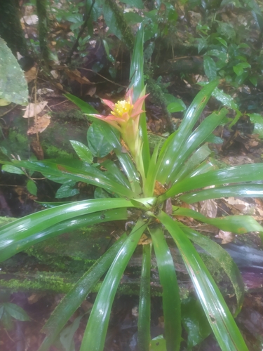 Image of Guzmania lingulata by (c) Guillaume Delaitre, some rights reserved (CC BY)