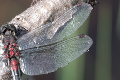Leucorrhinia glacialis