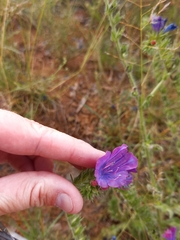 Echium plantagineum