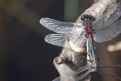 Leucorrhinia glacialis