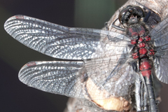 Leucorrhinia glacialis