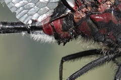 Leucorrhinia glacialis