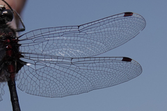 Leucorrhinia glacialis