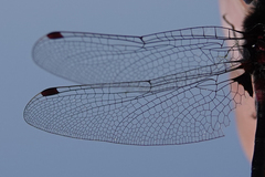 Leucorrhinia glacialis