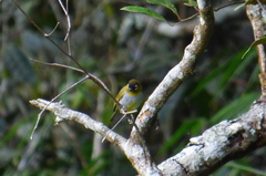 Zosterops atricapilla
