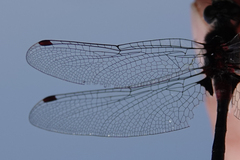 Leucorrhinia glacialis