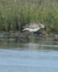 Limosa