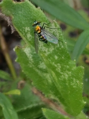 Condylostylus mundus