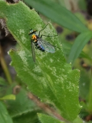 Condylostylus mundus