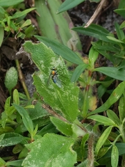 Condylostylus mundus