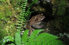 Bufo verrucosissimus