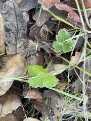 Sanicula crassicaulis