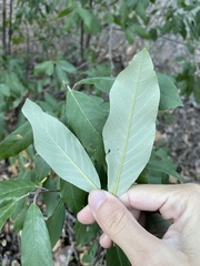 Frangula californica