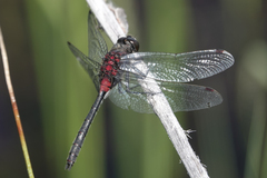 Leucorrhinia glacialis