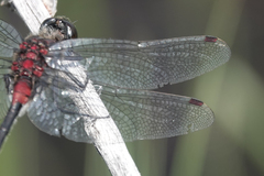 Leucorrhinia glacialis