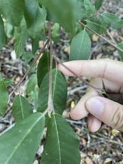 Frangula californica
