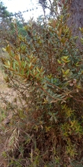 Myrceugenia rufa