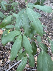 Frangula californica