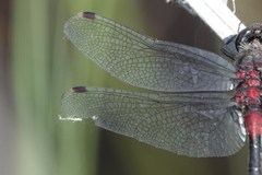 Leucorrhinia glacialis