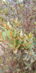 Myrceugenia rufa