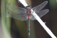 Leucorrhinia glacialis
