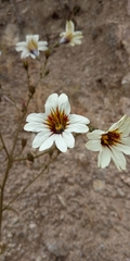 Salpiglossis sinuata