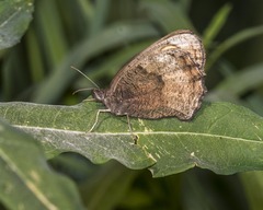 Cercyonis pegala