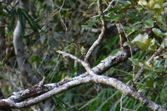 Zosterops atricapilla