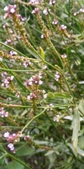 Verbena litoralis