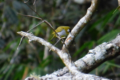 Zosterops atricapilla