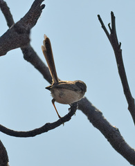 Malurus melanocephalus