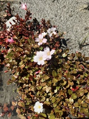 Epilobium macropus