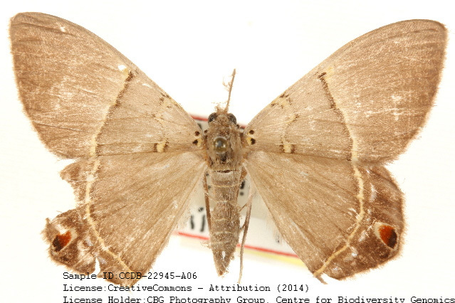 Phrygionis steeleorum