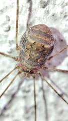 Diguetinus raptator