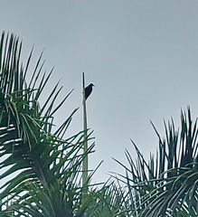 Psarocolius decumanus