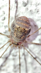 Diguetinus raptator