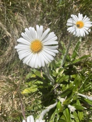 Celmisia spectabilis spectabilis