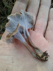 Craterellus undulatus
