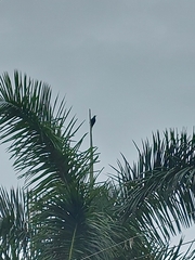 Psarocolius decumanus