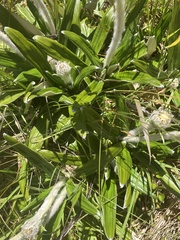 Celmisia spectabilis spectabilis