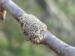 Malacosoma americana