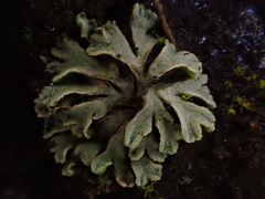 Riccia beyrichiana