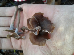 Craterellus undulatus