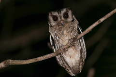 Otus bakkamoena
