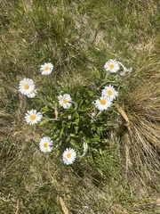 Celmisia spectabilis spectabilis